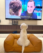 Human & Pet-Symbiosis-YYSF03-Pet Friendly mini sofa